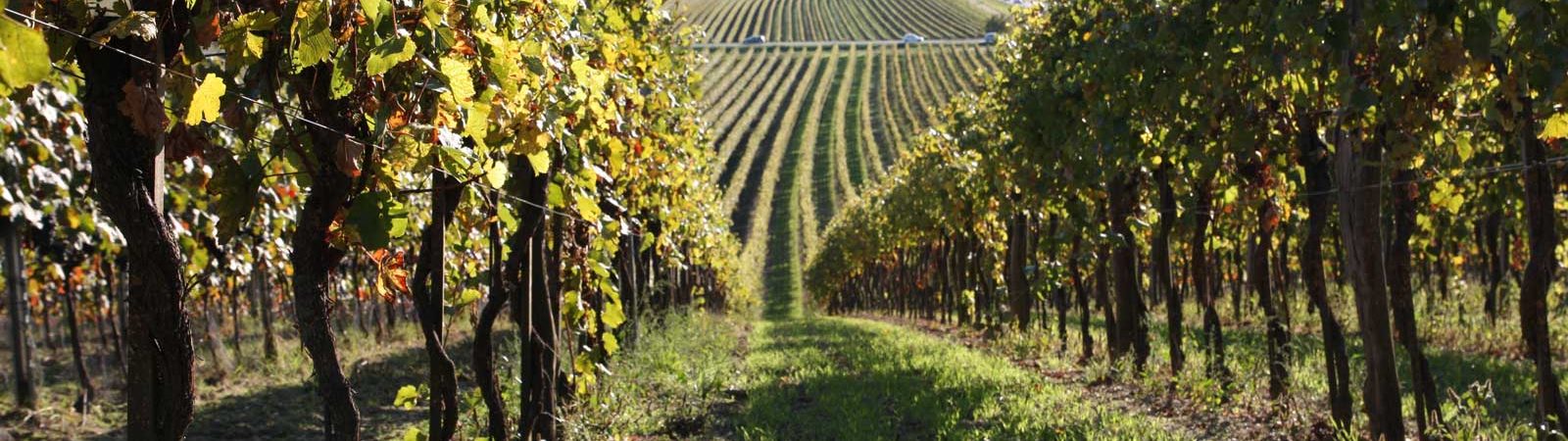 Weingarten_Schuhmann_1600_500.jpg Weingarten_Schuhmann_1600_500.jpg